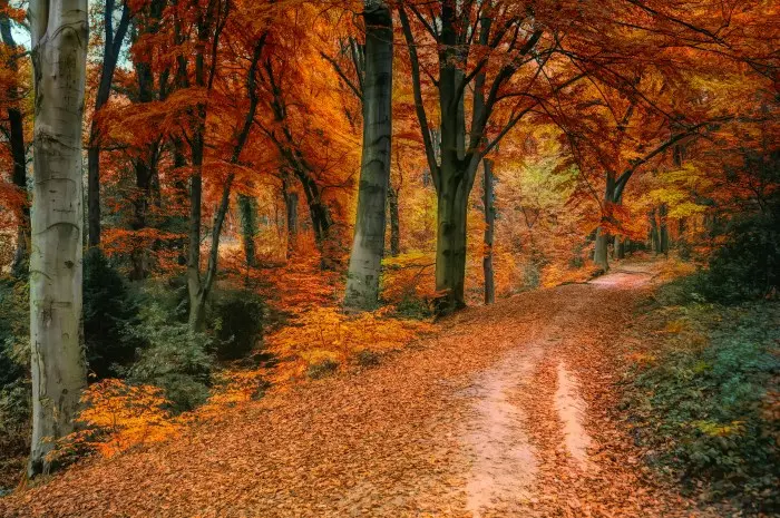 Best Fall Break Trip Ideas for Families and Students